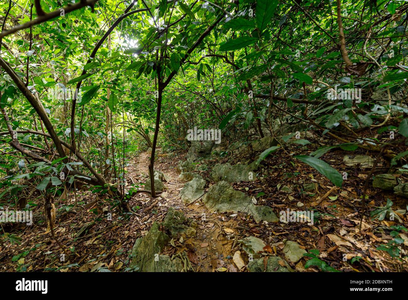 La selva de CUC Phuong en Ninh Binh en Vietnam Foto de stock