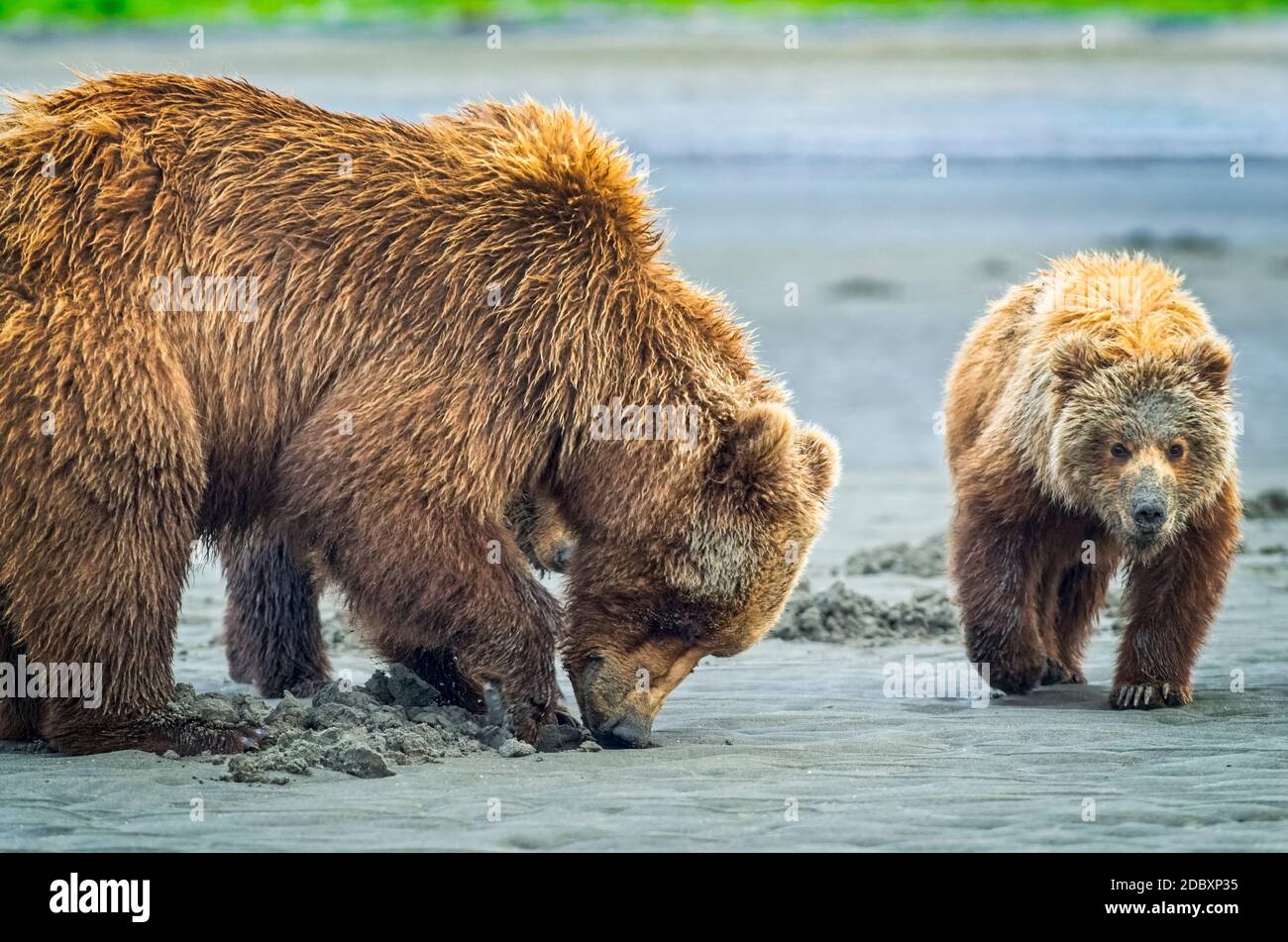 Vista de oso (Ursus arctos) en el Campamento de la Bahía de Hallo. Una cerda y sus dos cachorros cazan almejas mientras esperan la llegada del salmón a los arroyos locales; Alaska, ONU Foto de stock