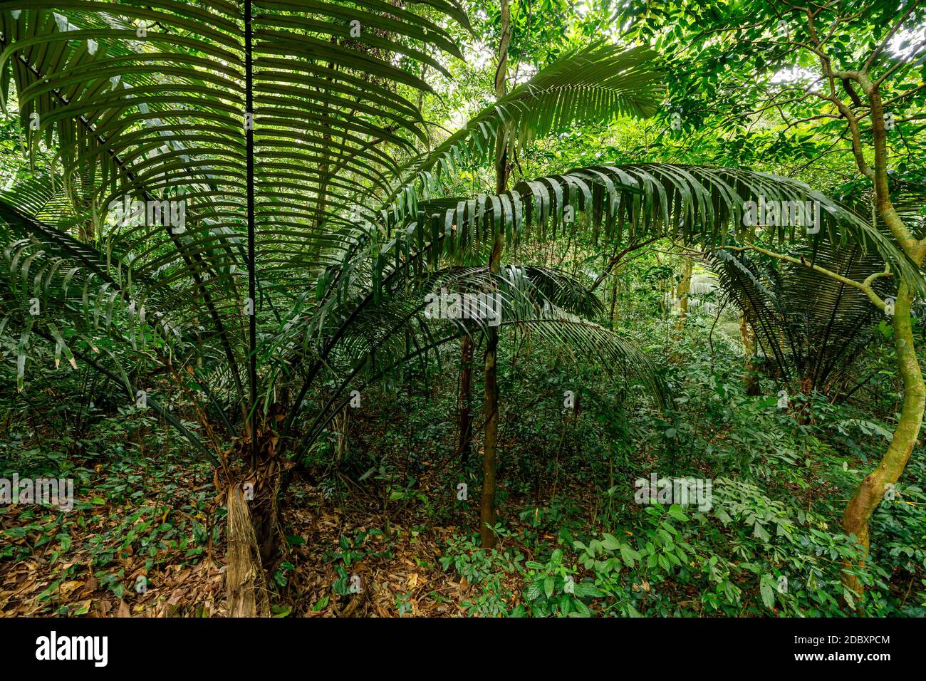 La selva de CUC Phuong en Ninh Binh en Vietnam Foto de stock