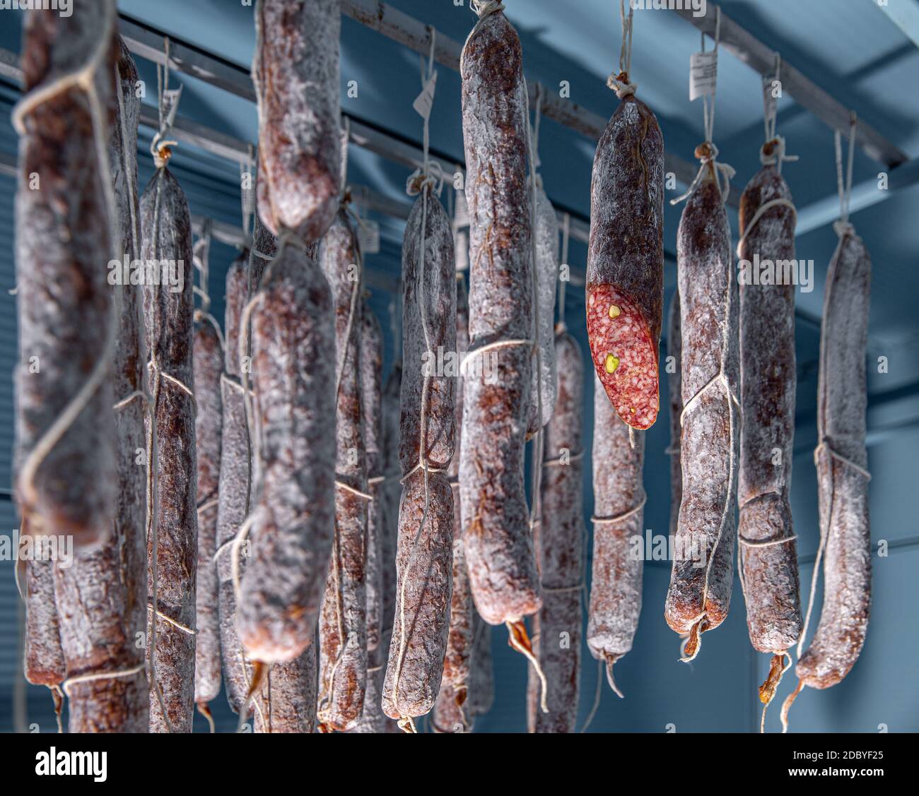 Salami en el almacén, usando un cultivo de moho para comenzar el