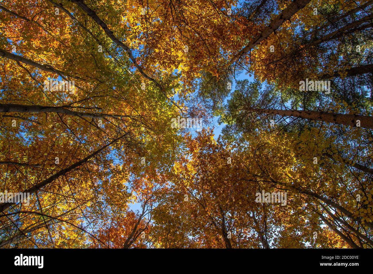 Árboles de colores otoñales. Cálido sol de otoño brillando a través de las copas de los árboles de oro con un hermoso cielo azul brillante. Otoño paisaje natural. Hermosa temporada de otoño Foto de stock