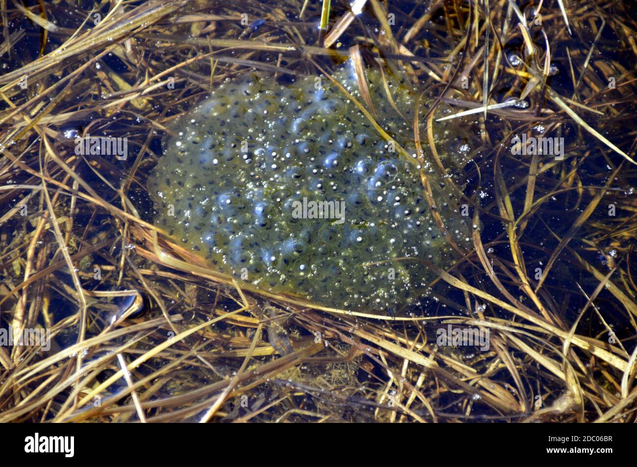 Caviar de rana bajo el agua en un pantano. Primavera Foto de stock