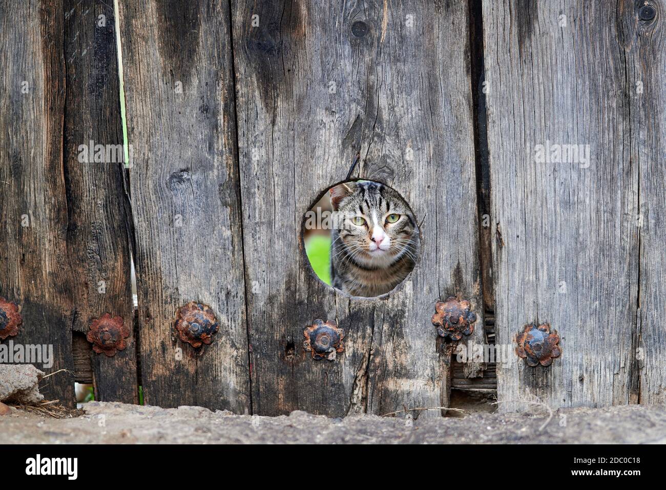 cabeza de un gato marrón perdido peeking fuera de un agujero de gato hecho en una puerta de madera en un pueblo Foto de stock
