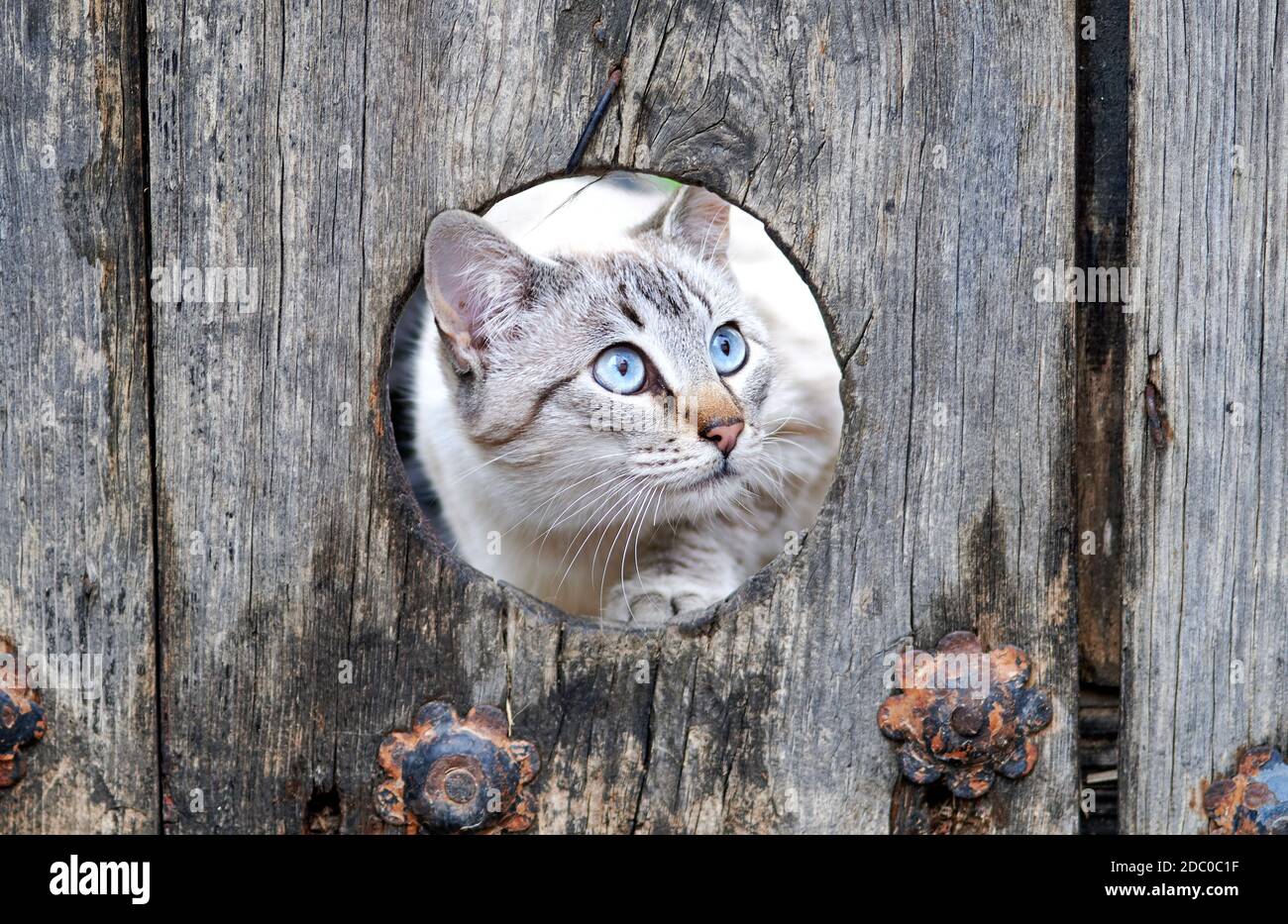 cabeza de un gato blanco con ojos azules que miran hacia fuera de un agujero de gato hecho en una puerta de madera en un pueblo Foto de stock
