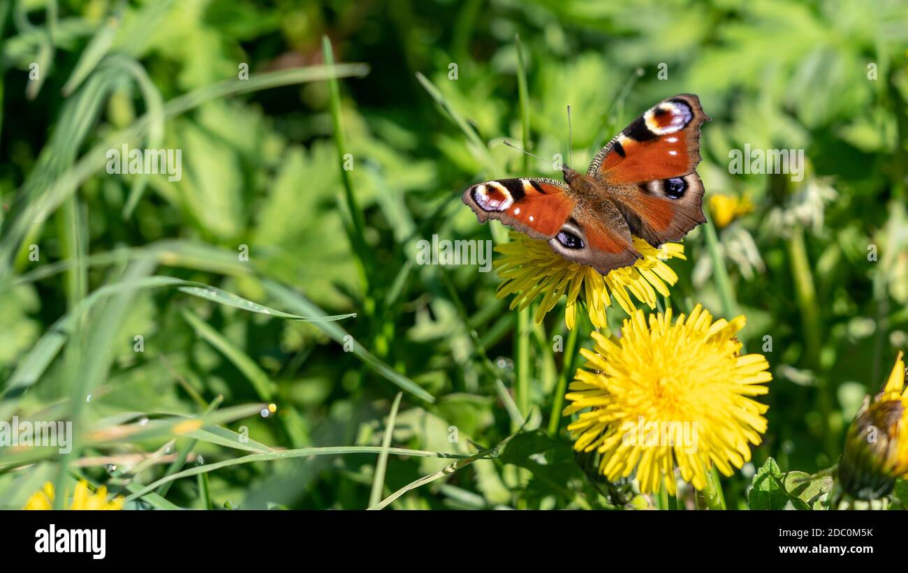 Unión peacock chupar néctar de flor diente de león en la primavera, Frankfurt, Alemania Foto de stock