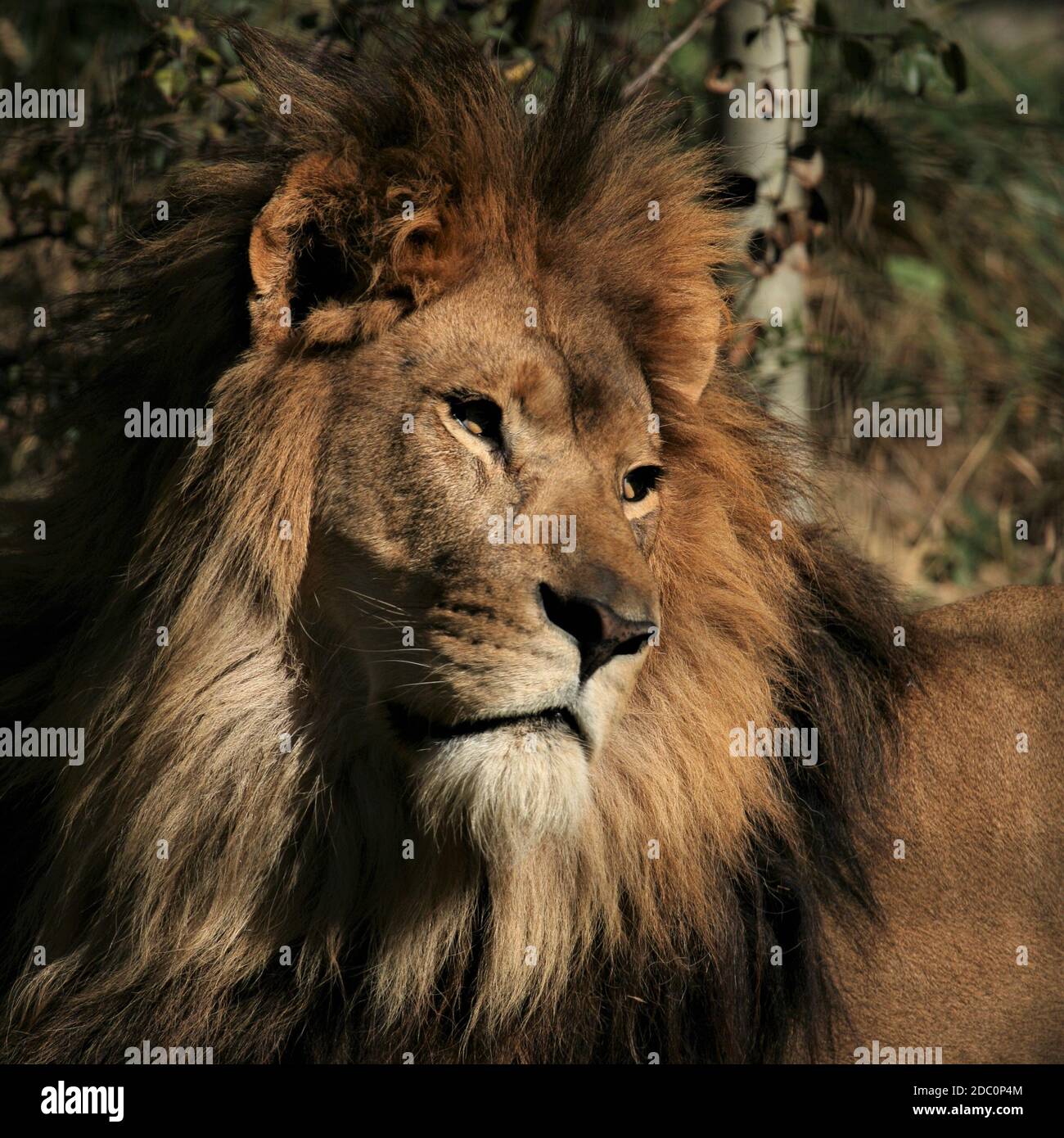 "León", "León africano", "león de la historia", "manía de los leones", "fauna africana", "rey de la selva", orgullo", "cabeza de los leones blancos" Foto de stock