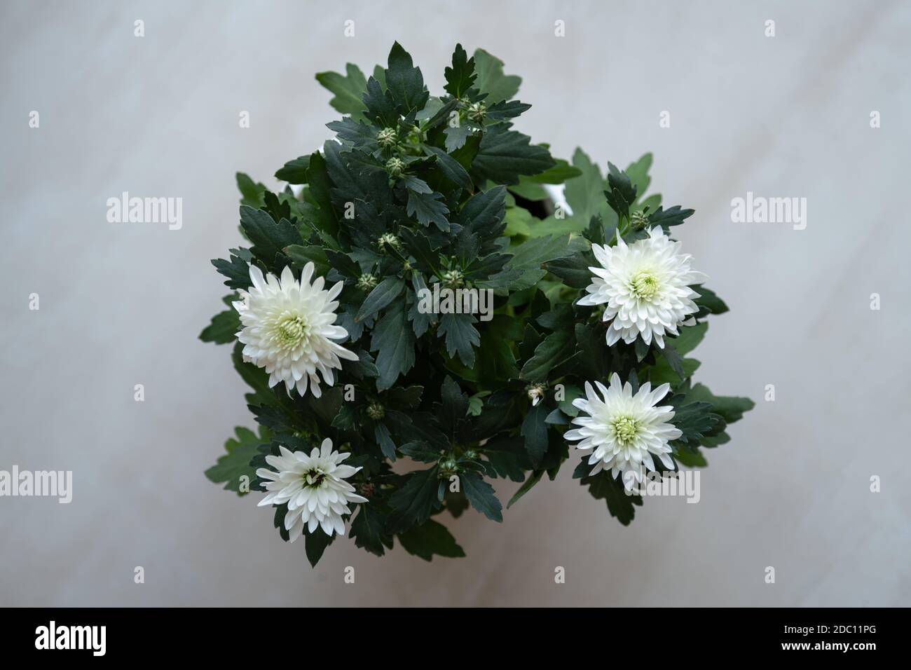 Vista superior de una planta de crisantemo blanco (Dendrantema grandiflora) y flores en la maceta. Foto de stock