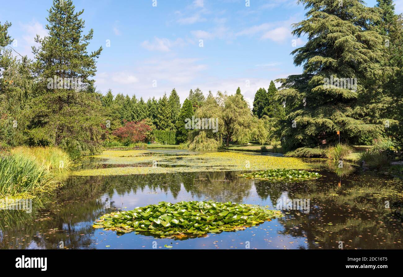 Estanque ajardinado, Jardín Botánico VanDusen, Vancouver, BC, Canadá Foto de stock