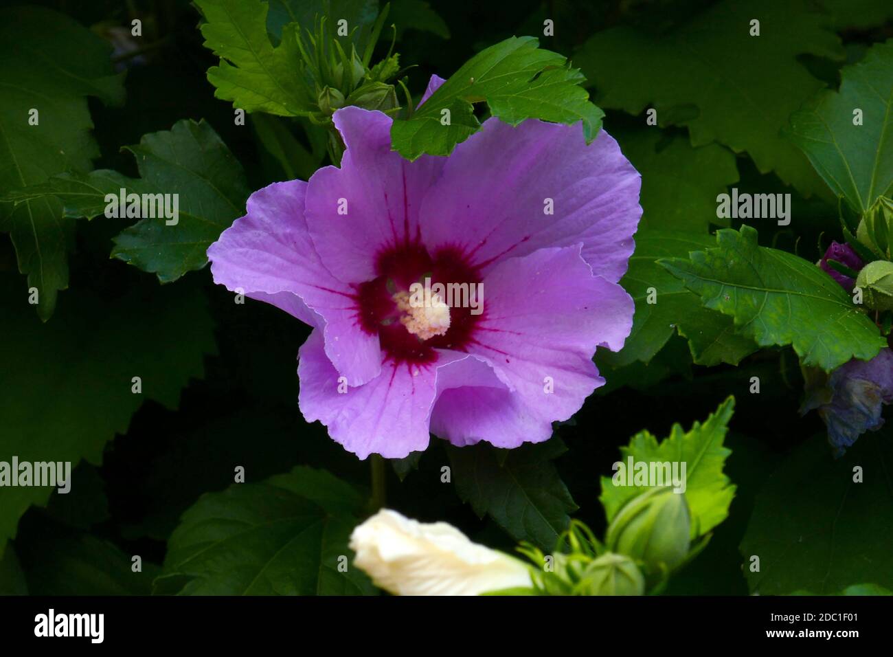 Hibiscus syriacus Helene-Rosa Malva Planta en Maceta 9cm