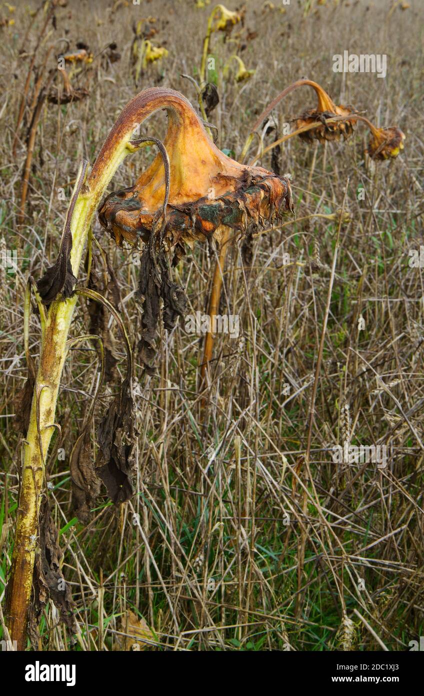 Wheatfield con girasoles en otoño Foto de stock