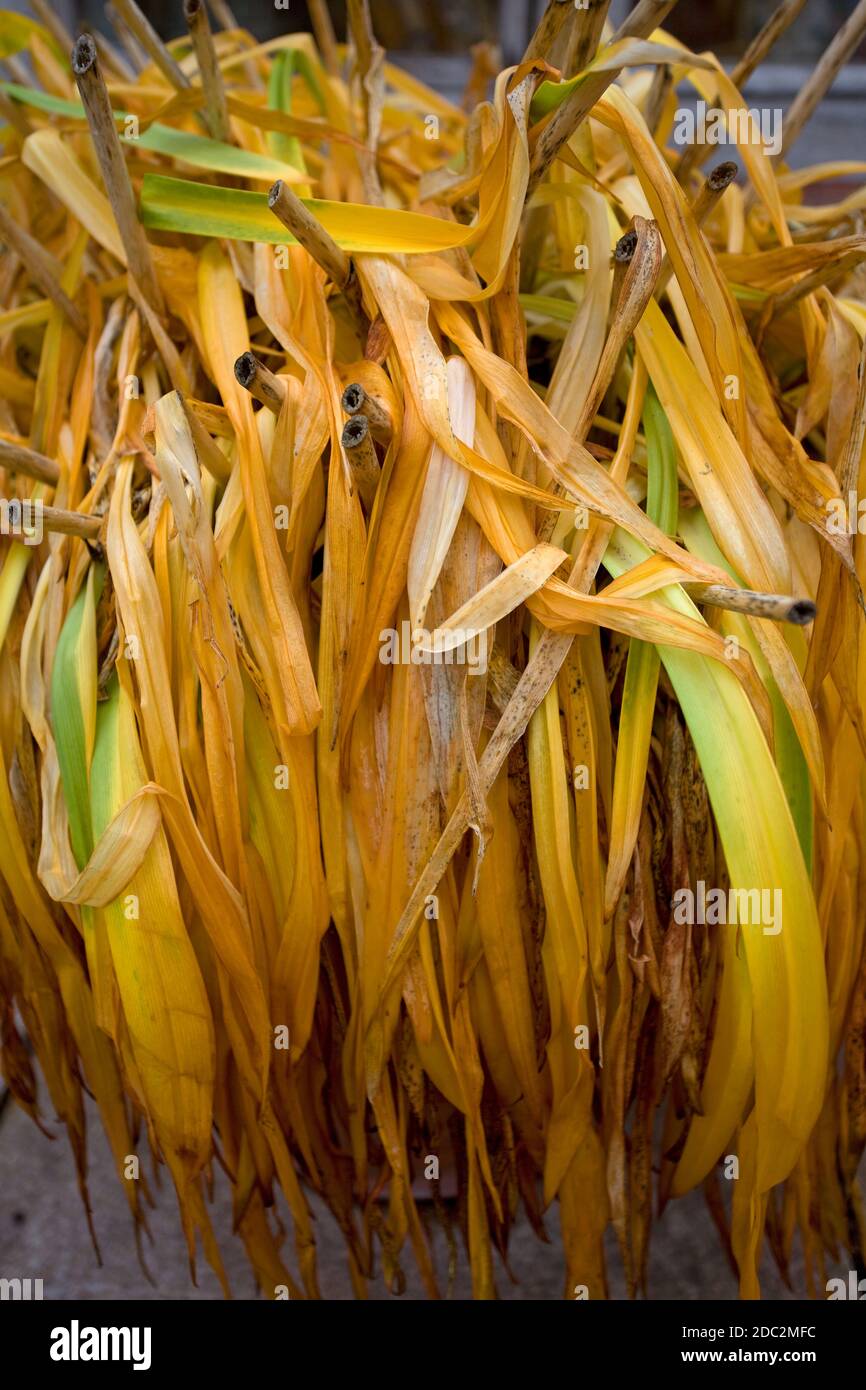 Details 100 agapanthus hojas amarillas