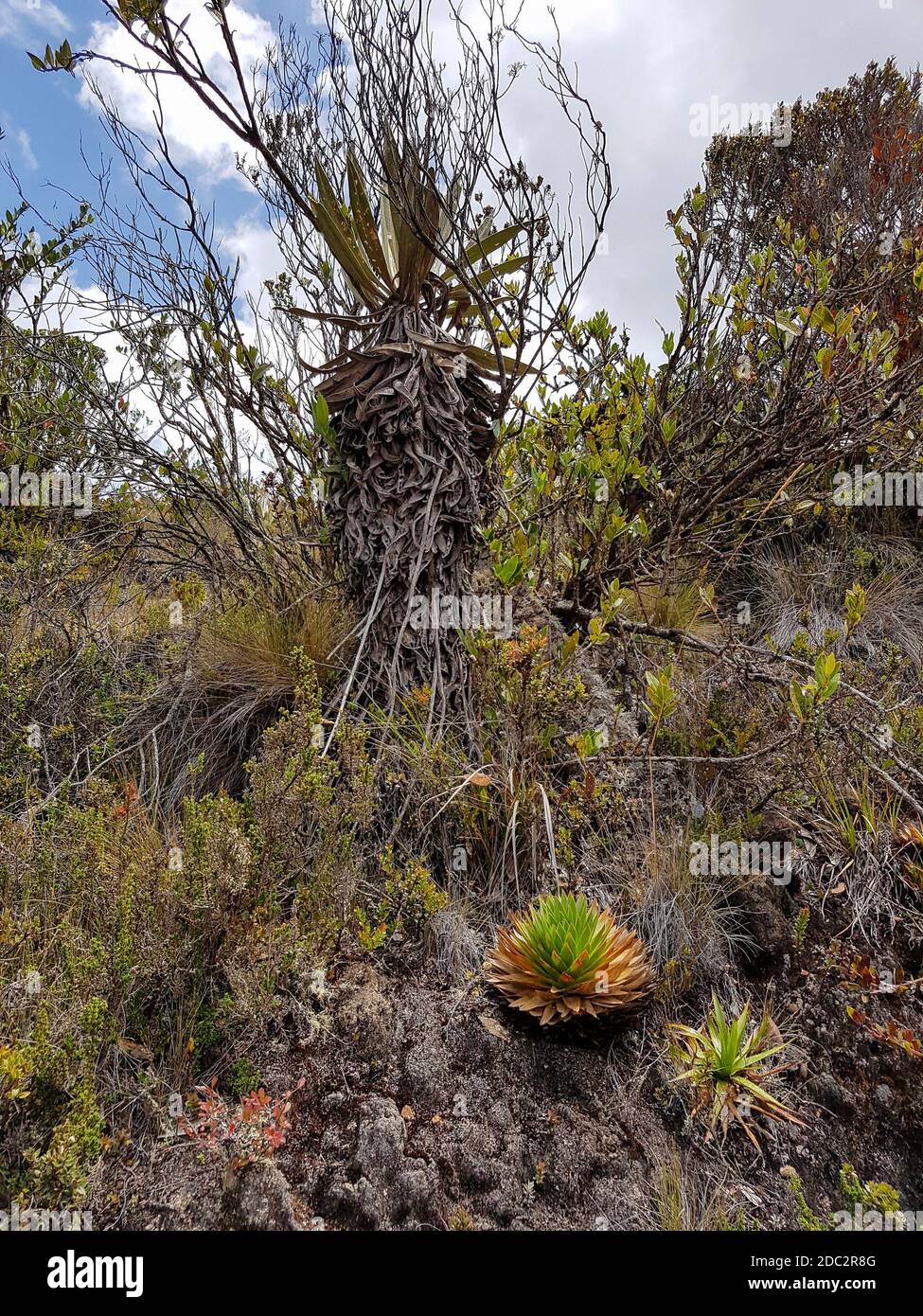 Paisaje de vegetación en el Parque Nacional Natural de Chingaza en Colombia Foto de stock