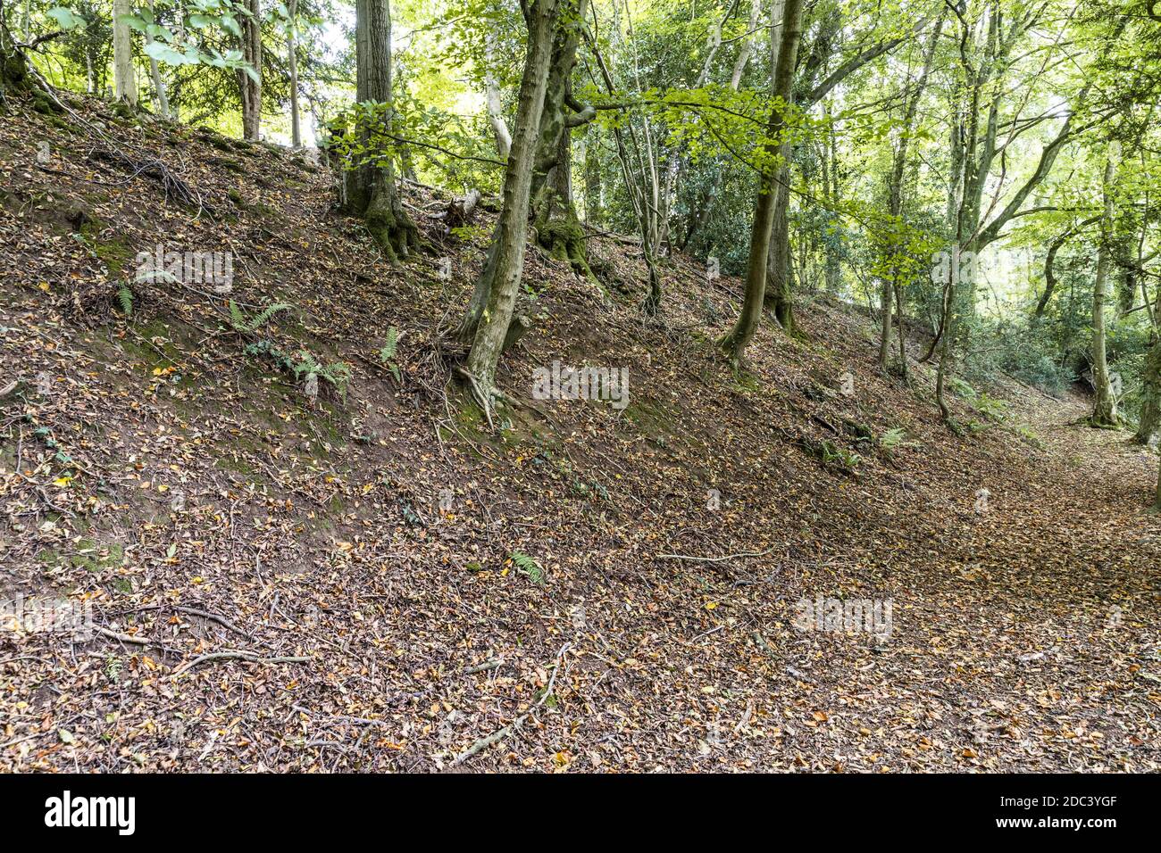 Oftas Dyke Path que corre junto a una sección de Oftas Dyke por encima de Tintern en Caswell Wood cerca de Devils Pulpit, Tidenham Chase, Gloucestershire Reino Unido Foto de stock