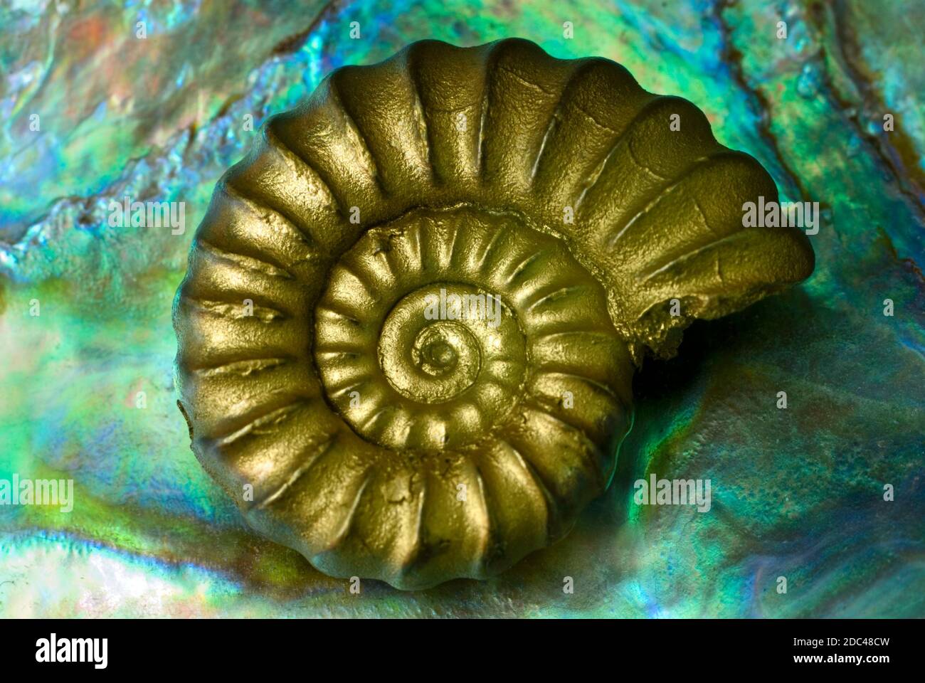 Pirita de hierro Ammonita Pricroceras piritosum Foto de stock