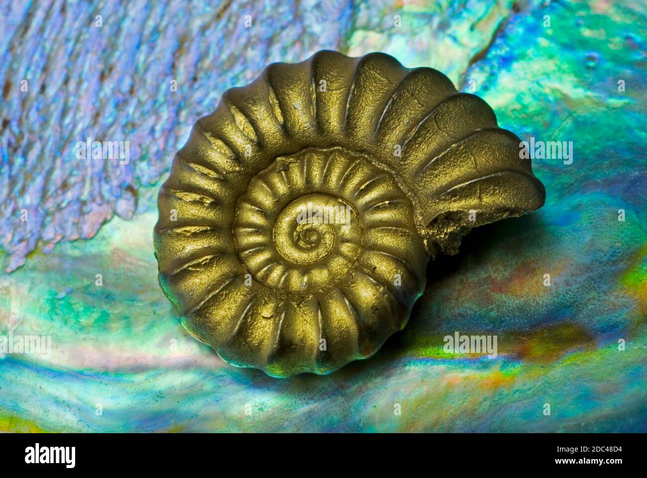 Pirita de hierro Ammonita Pricroceras piritosum Foto de stock