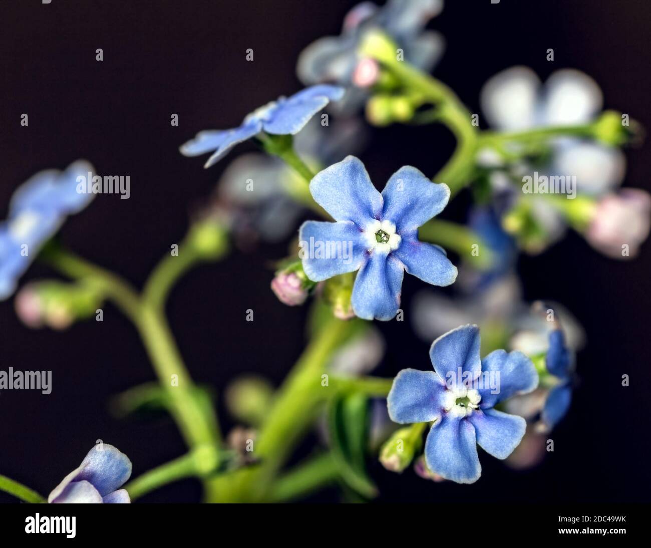 Small Dark Blue Flowers Fotos E Imagenes De Stock Alamy