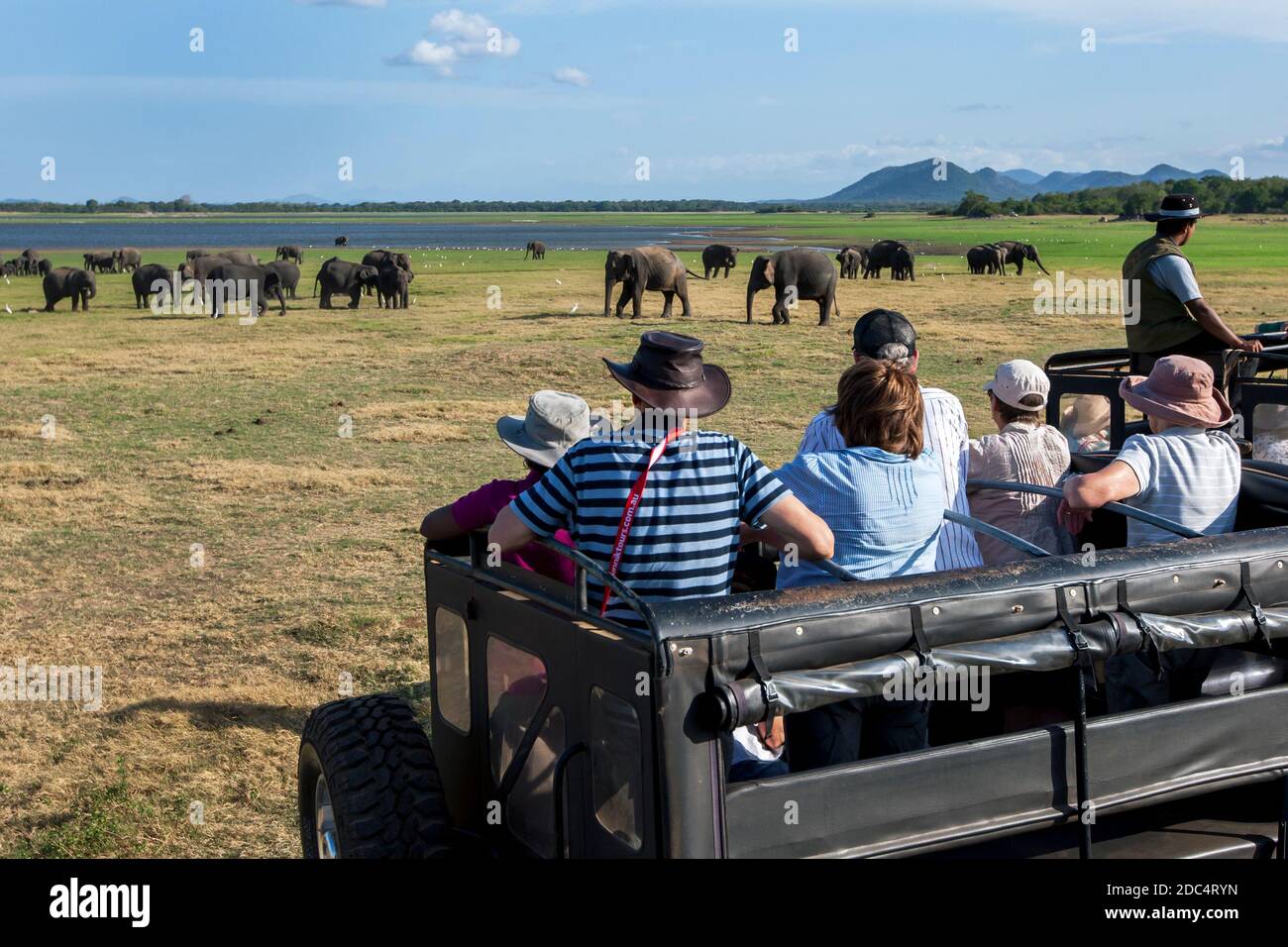 Los turistas a bordo de un jeep safari observan una manada de elefantes salvajes pastando en el Parque Nacional de Minneriya. El parque está situado en el centro de Sri Lanka. Foto de stock