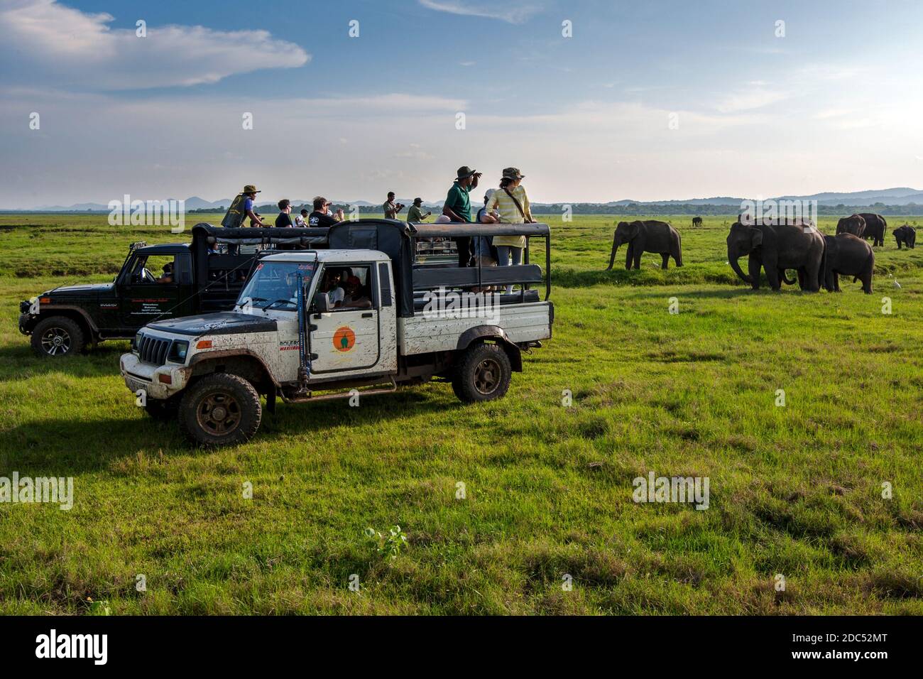 Los turistas en jeeps de safari ven a una manada de elefantes pastando en el Parque Nacional Kaudulla en Gal Oya Junction en el centro de Sri Lanka a última hora de la tarde. Foto de stock