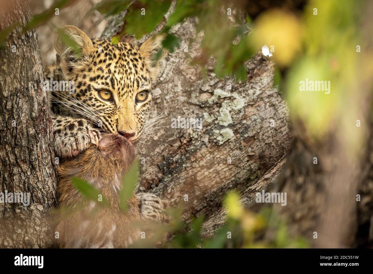 Cachorro de leopardo bebé sentado en el árbol que sostiene a la presa adentro Parque Kruger en Sudáfrica Foto de stock