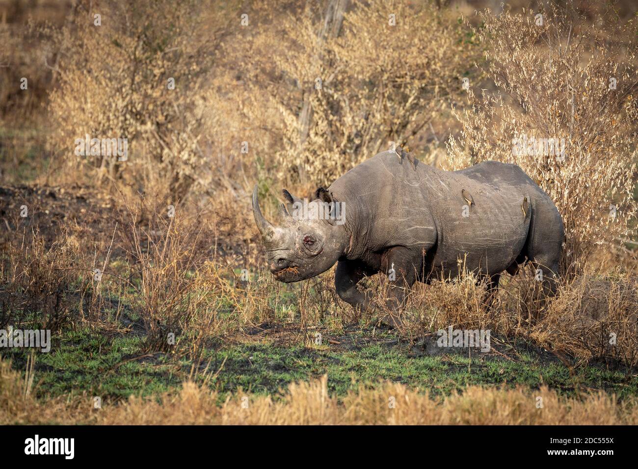 Rinoceronte negro con un ojo herido caminando en invierno seco bush en nueva hierba en Masai Mara en Kenia Foto de stock