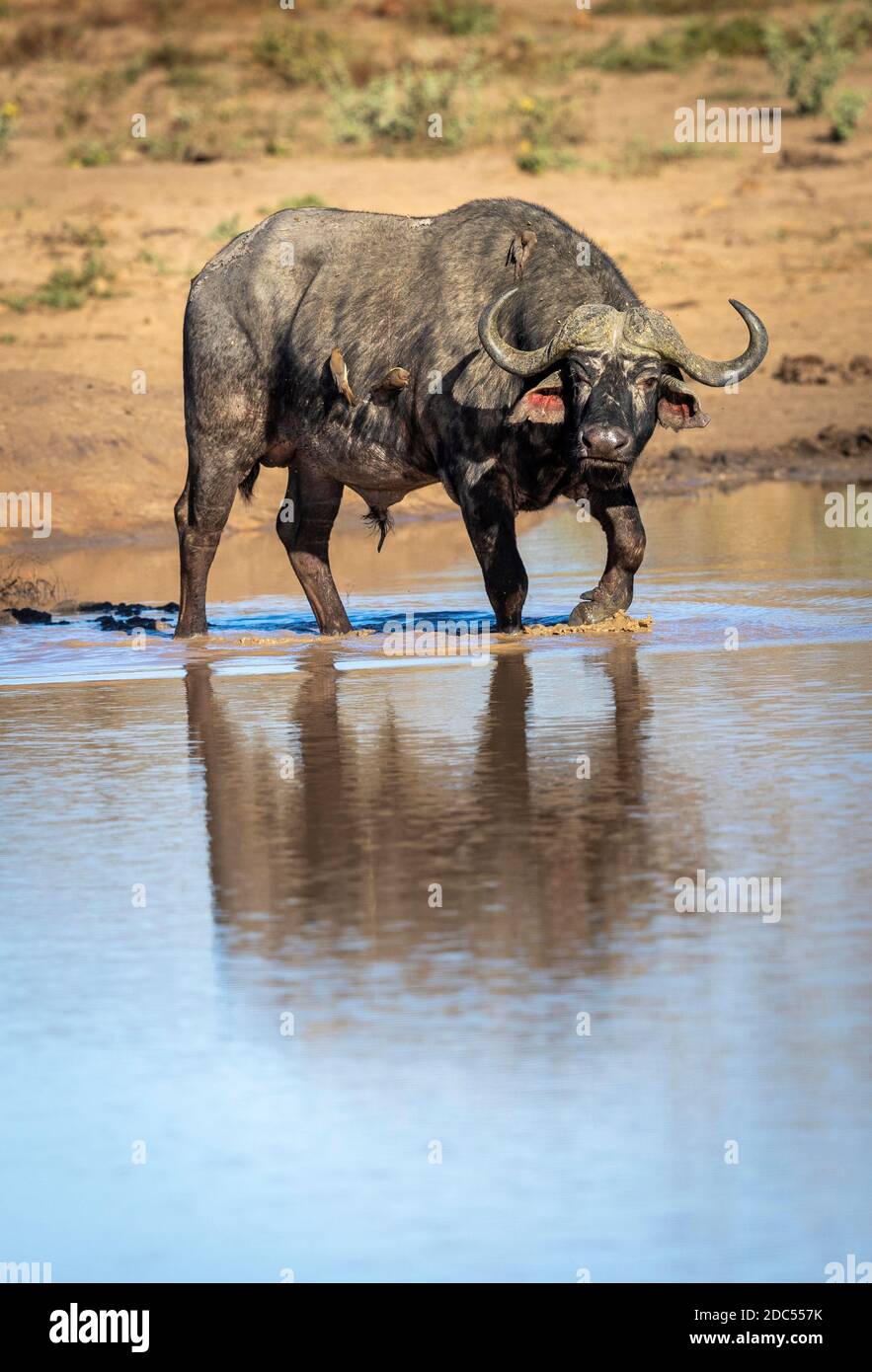 Toro de búfalo adulto con buey peckers en su espalda caminando En el agua en el borde del río en el Parque Kruger En Sudáfrica Foto de stock