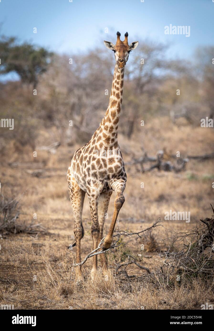 Jirafa hembra adulta de pie en arbusto seco de invierno con uno Pierna levantada en el Parque Kruger en Sudáfrica Foto de stock