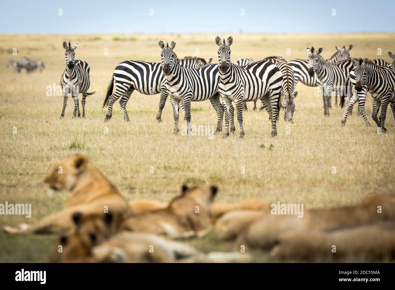 Rebaño de cebra de pie y mirando el orgullo del león mentido En las llanuras cubiertas de hierba de Masai Mara en Kenia Foto de stock