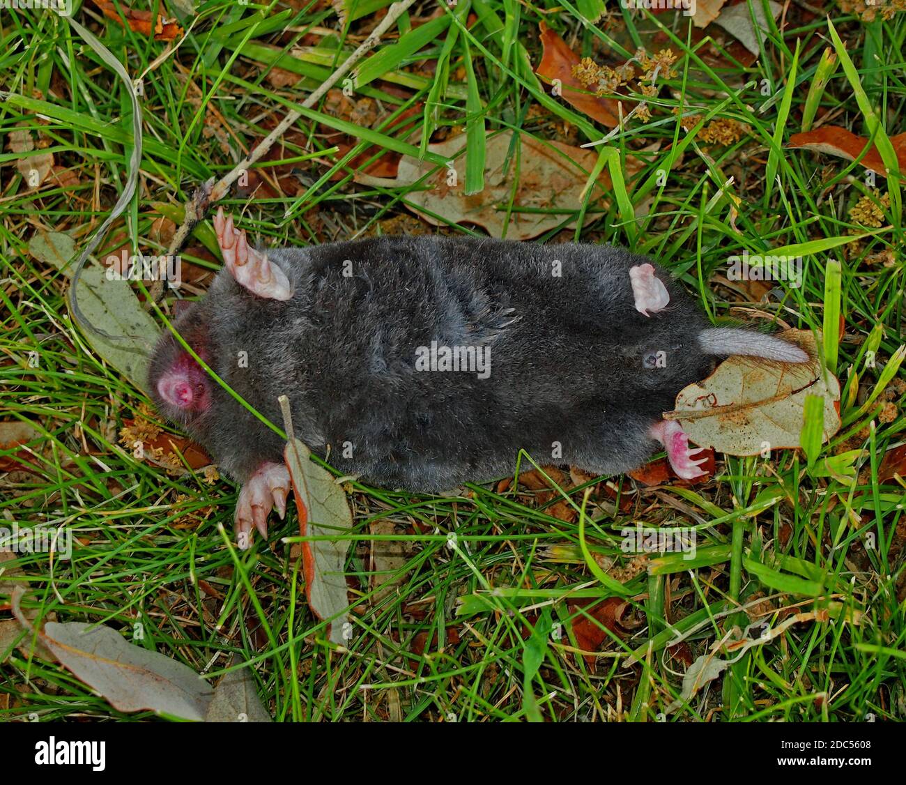 Topo muerto en el césped en Union City, California Foto de stock