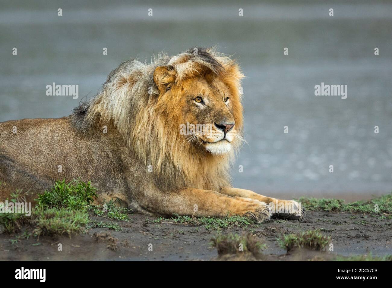 León macho acostado en suelo húmedo y fangoso en el Borde del río en la Reserva Ndutu en Tanzania Foto de stock