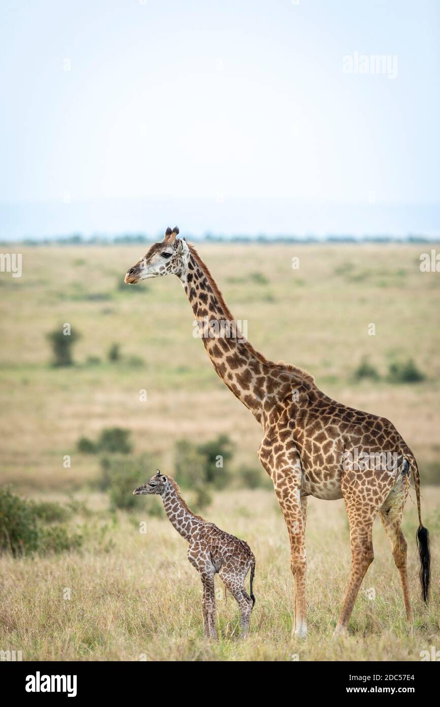 Jirafa bebé recién nacido de pie junto a su madre en el Llanuras cubiertas de hierba de Masai Mara en Kenia Foto de stock
