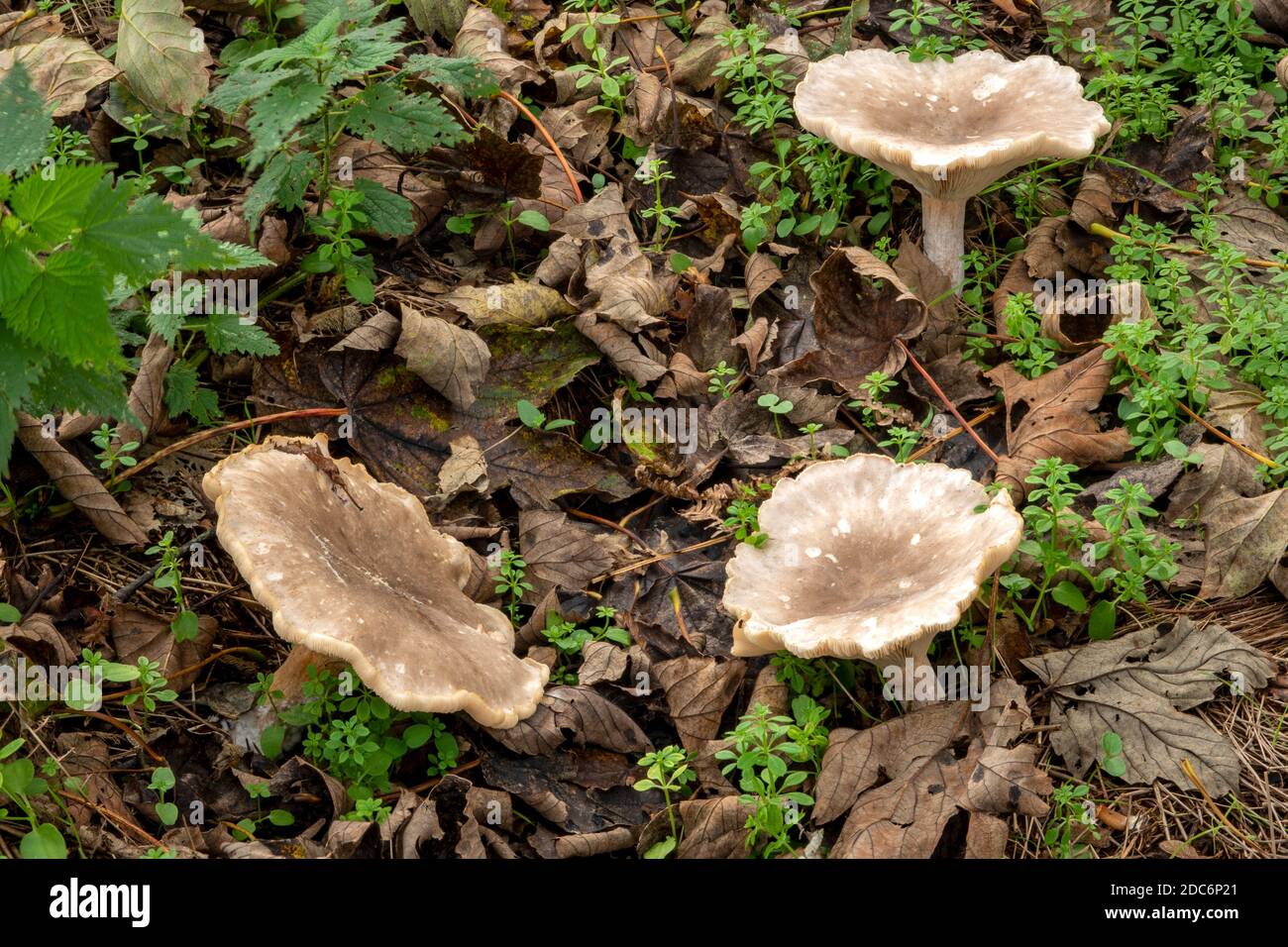 Crecimiento de hongos en el bosque, Suffolk, Reino Unido Foto de stock