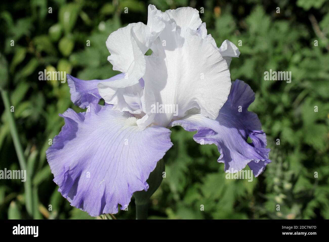 Iris 'Orgullo del Noroeste' en einem privaten Garten en Renania del Norte Westfalia, Alemania Foto de stock