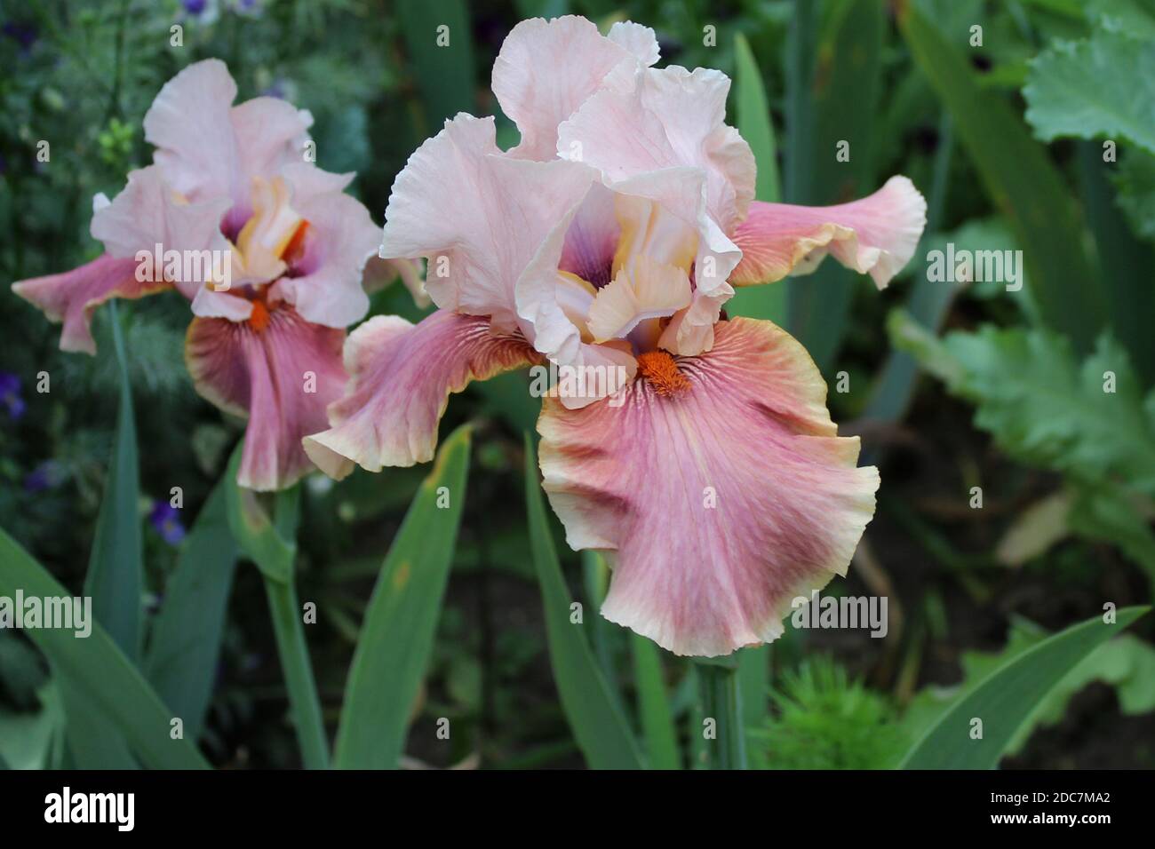 Iris 'Cameo Wine' en einem privaten Garten en Renania del Norte Westfalia, Alemania Foto de stock