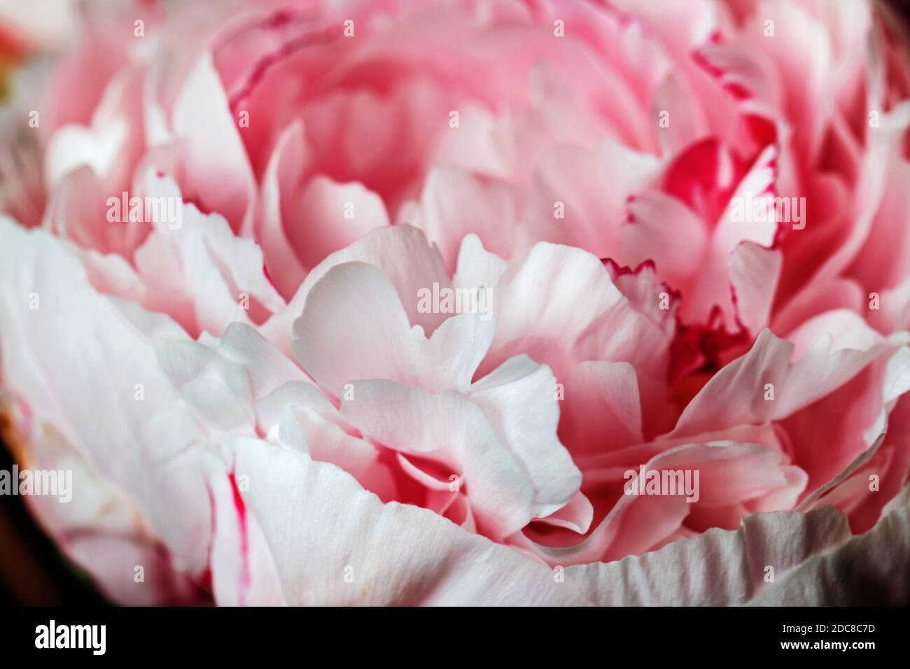 Belleza rosa peonía flor primer plano para el presente y las mejores emociones Foto de stock