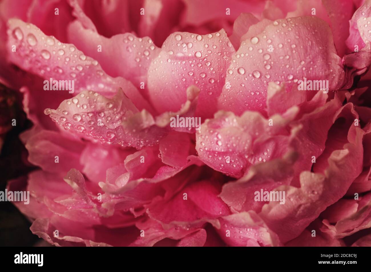 Bonita flor de peonía rosa oscuro de cerca como símbolo de la eternidad Foto de stock