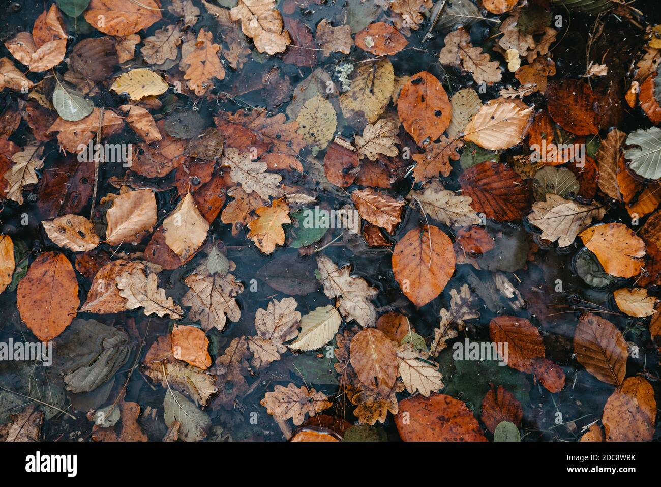Coloridas hojas de otoño sobre el suelo Foto de stock