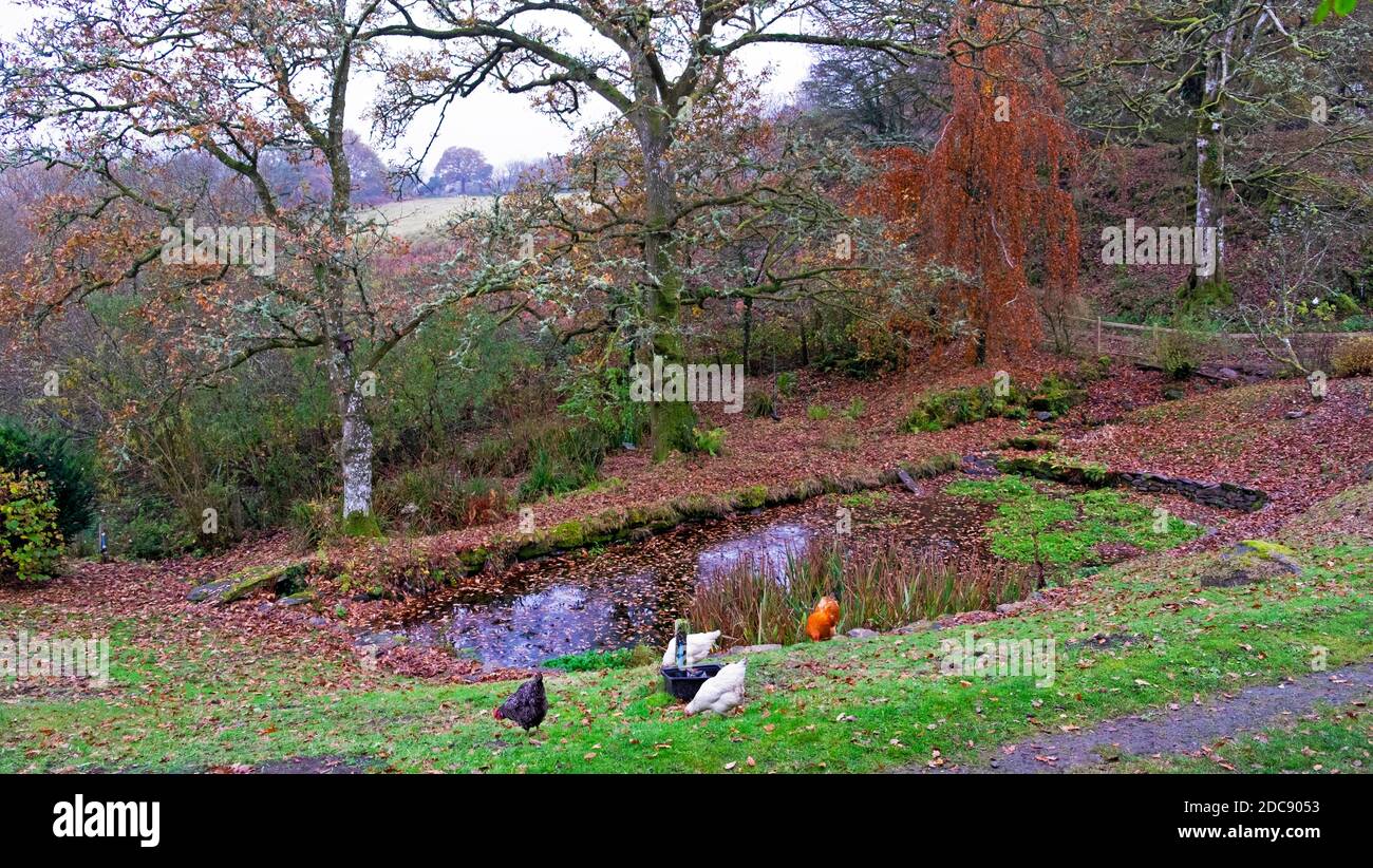 Jardín estanque en otoño campo jardín colorido hojas árboles libre Gallinas rank gallinas paisaje de noviembre en Carmarthenshire Gales Reino Unido KATHY DEWITT Foto de stock