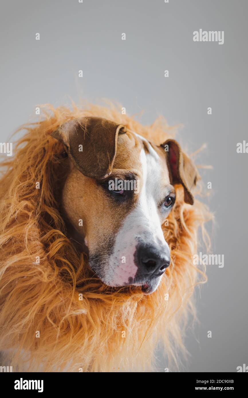 Retrato de un perro con mane para parecerse a un león. Traje de león para mascotas, terrier staffordshire vestido con traje de halloween Foto de stock