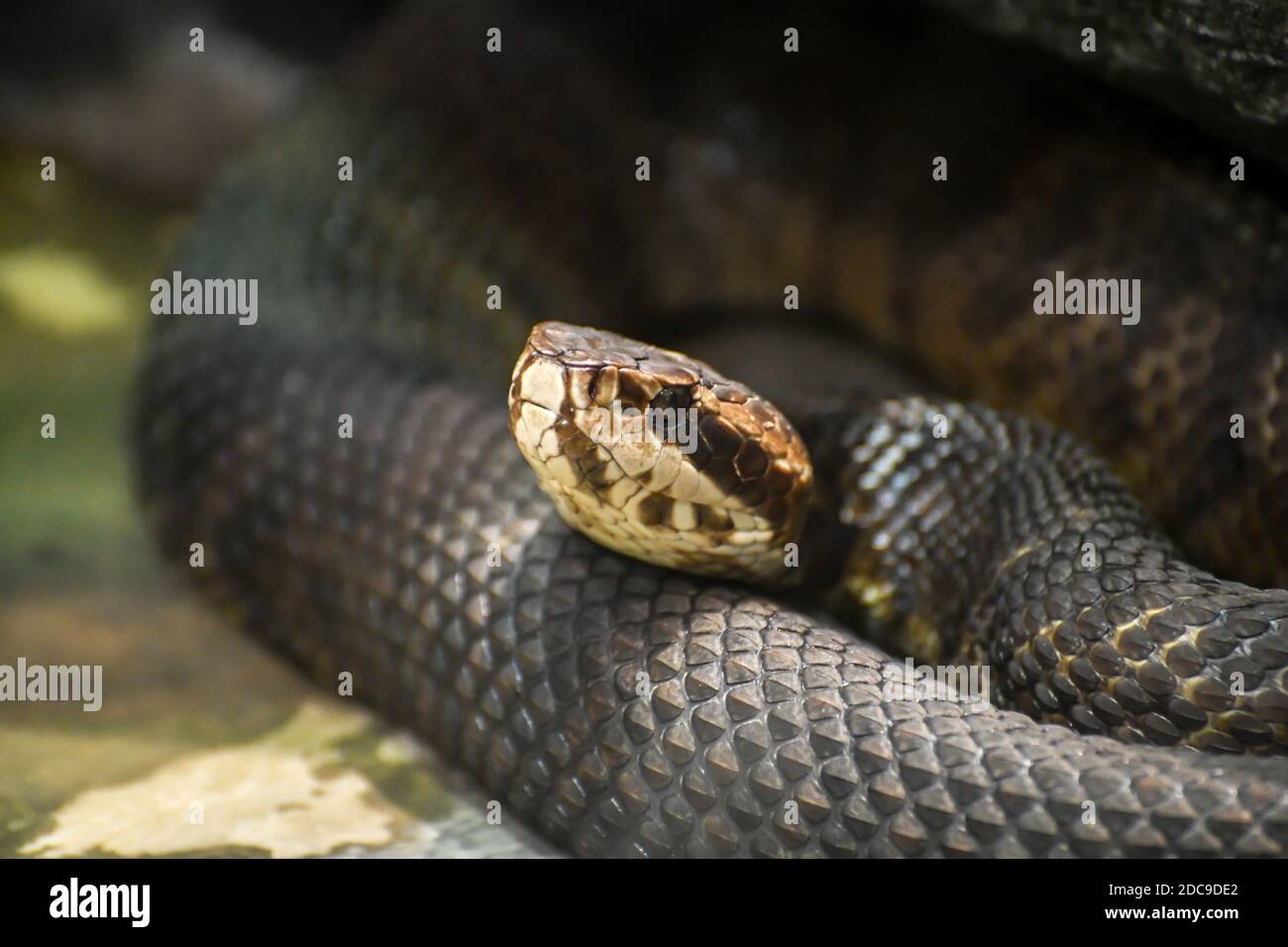 una gran serpiente se enrolla en la esquina del zoo Foto de stock