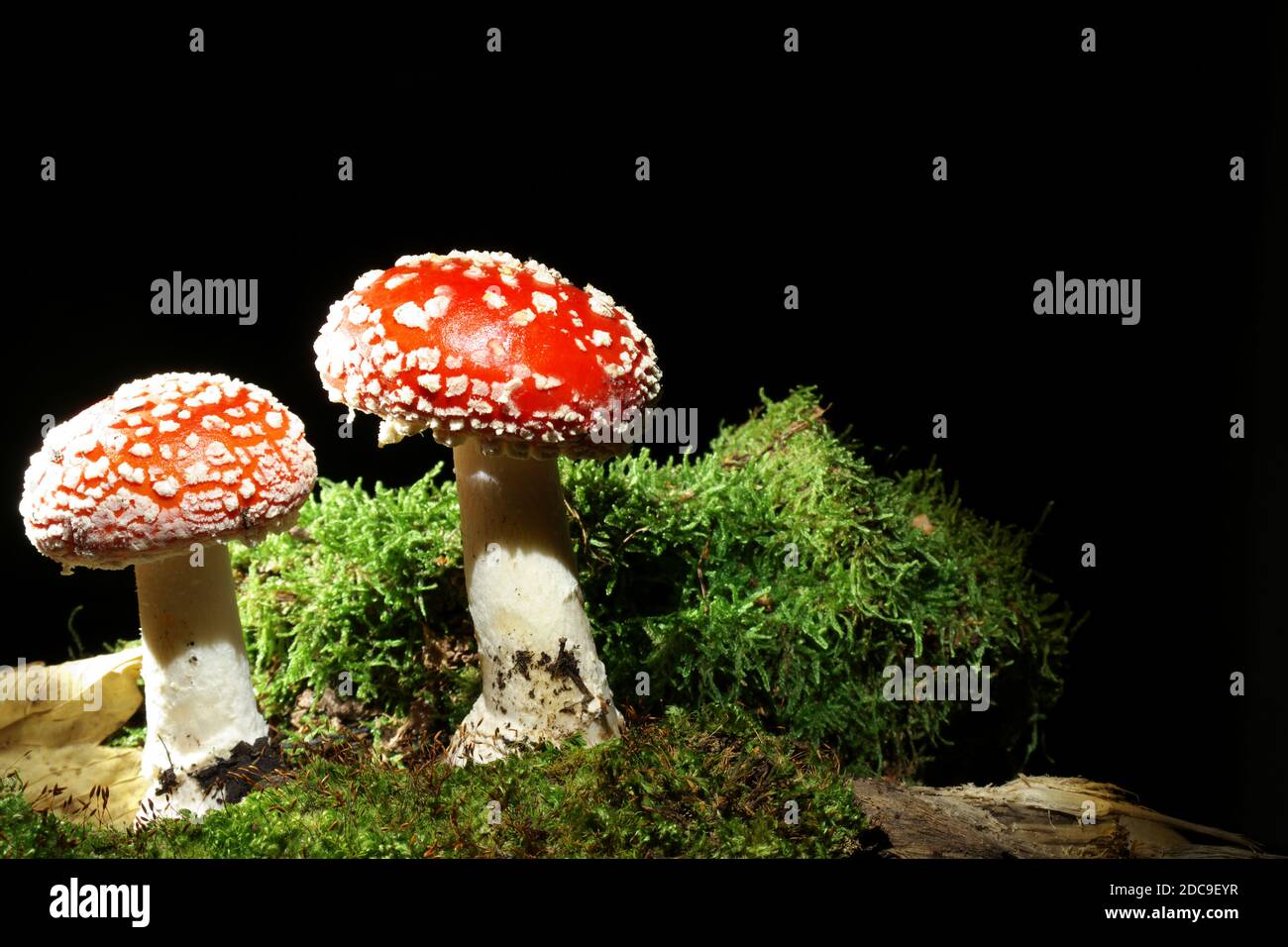 Setas en la oscuridad, negro de fondo, creciendo en el musgo. El nombre
