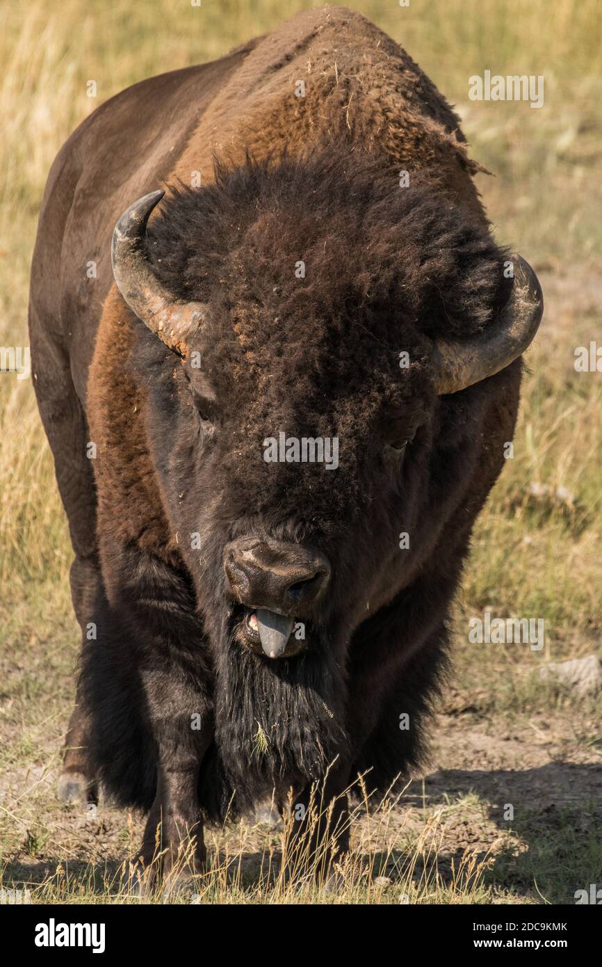 El bisonte de los bueyes bellando durante la rutina para intimidar a los toros rivales en el Parque Nacional de Yellowstone. Foto de stock