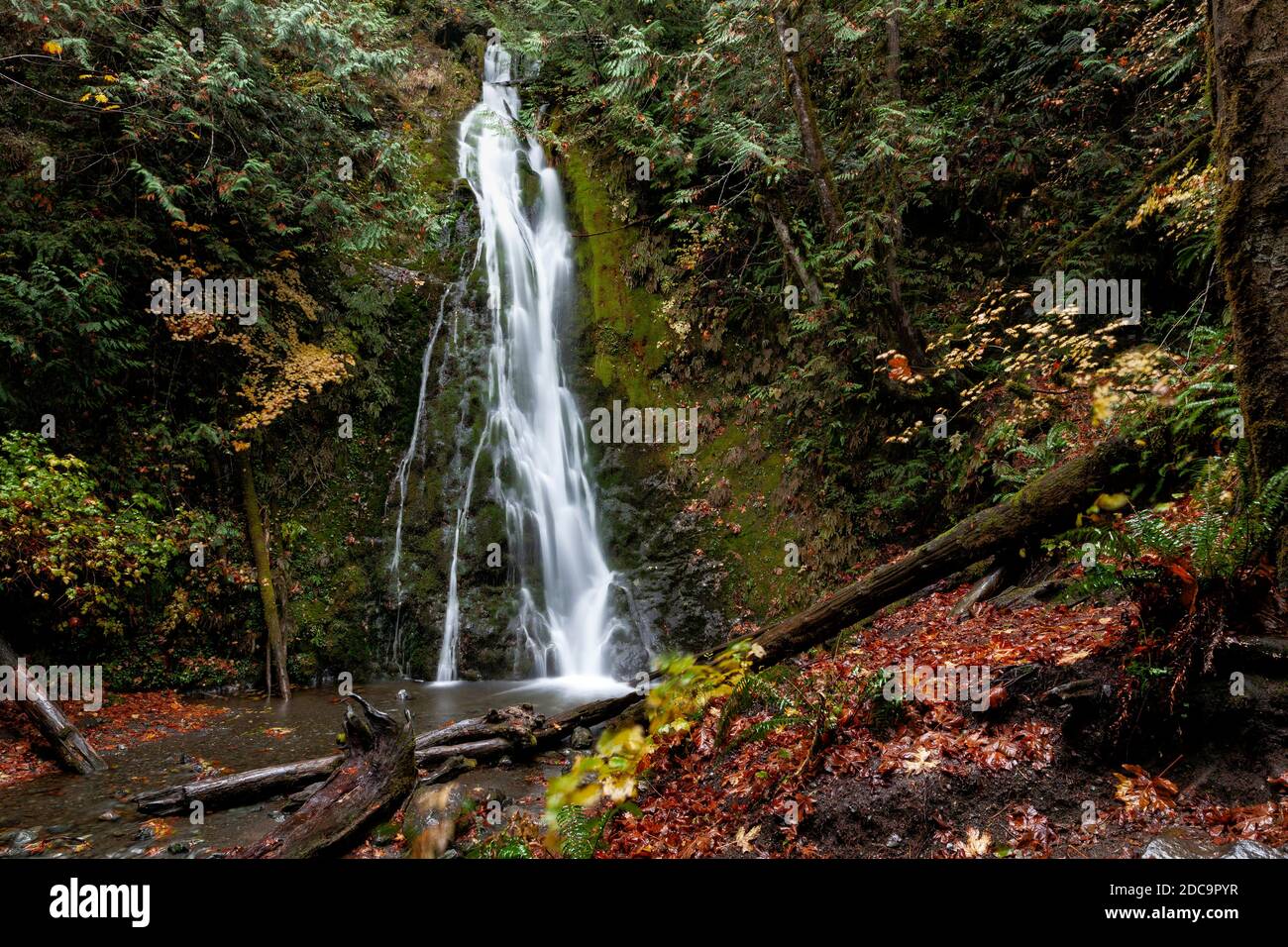 WA17900-00...WASHINGTON - Madison Falls en el valle del río Elwha, Parque Nacional Olímpico. Foto de stock