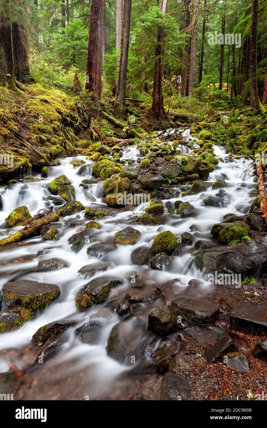 WA17901-00 WASHINGTON - Creek en el Valle del Sol Duc del Parque Nacional Olímpico. Foto de stock