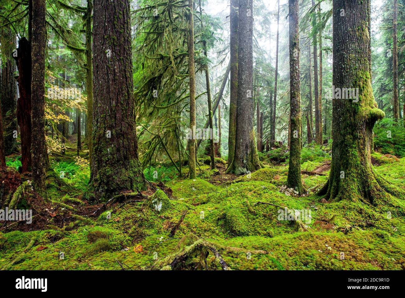 WA17903-00...WASHINGTON - Selva tropical a lo largo del camino de los antiguos bosques en el Valle Sol Duc del Parque Nacional Olímpico. Foto de stock