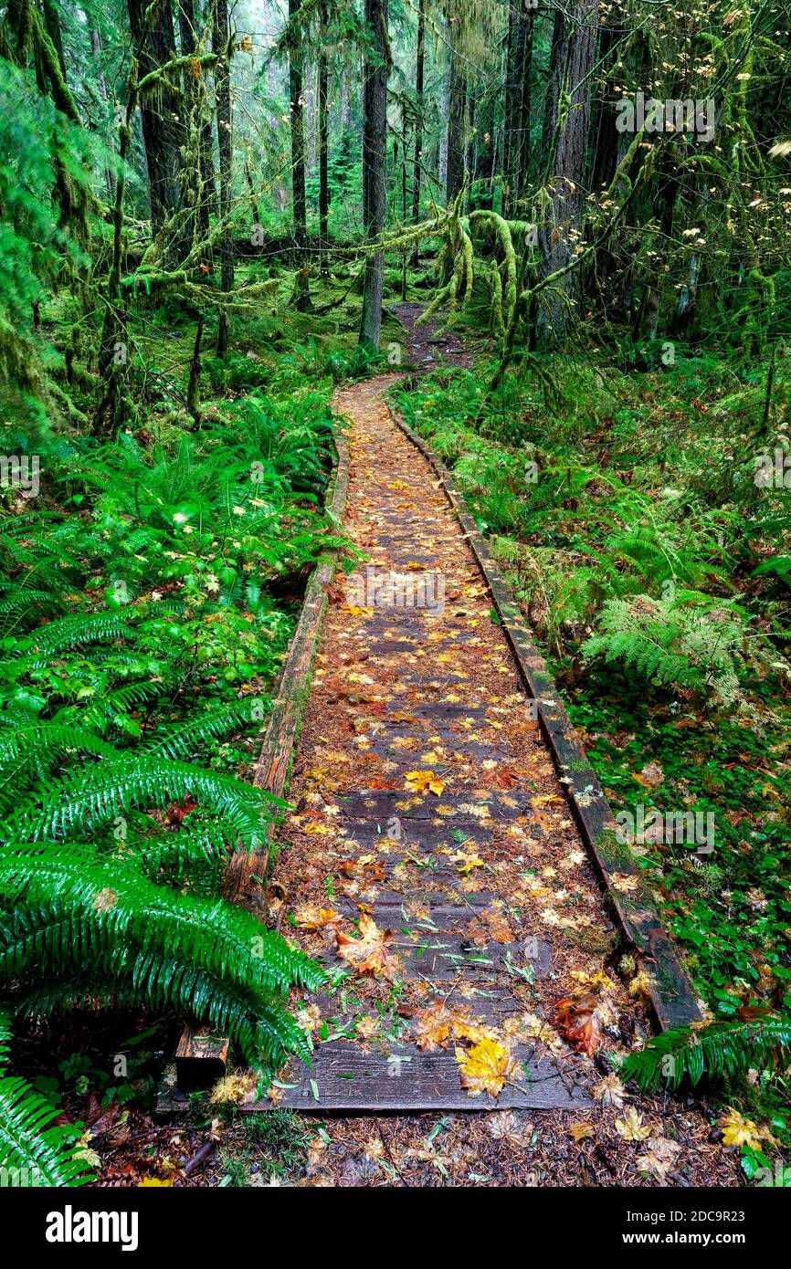WA17905-00...WASHINGTON - Selva tropical a lo largo del camino de los antiguos bosques en el Valle Sol Duc del Parque Nacional Olímpico. Foto de stock