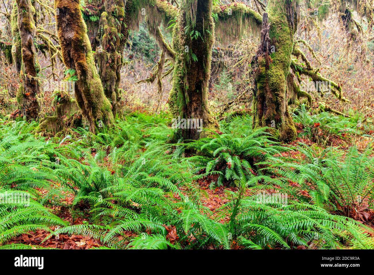 WA17908-00...WASHINGTON - Arce Grove en el Hoh Rain Forest del Parque Nacional Olímpico. Foto de stock
