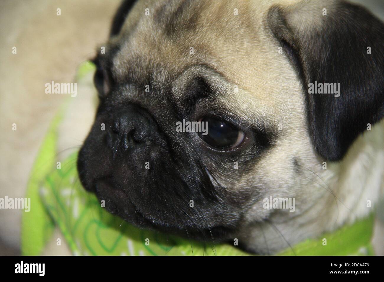 Bebe Pug Fotos E Imagenes De Stock Alamy