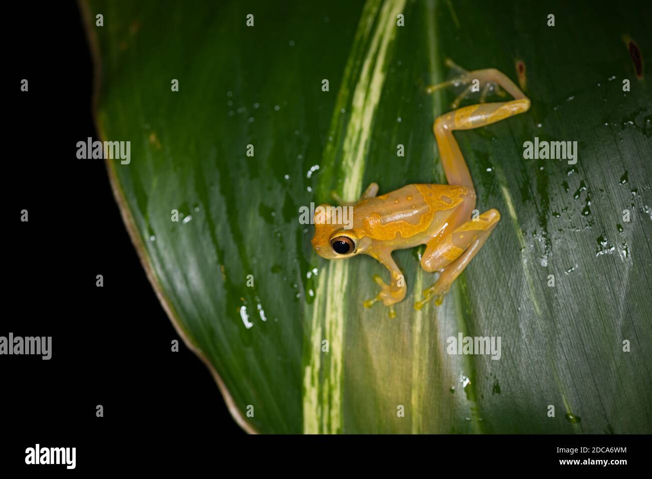 Hourglass Treefrog, Dendropsophus ebraccatus, sobre una hoja en Costa Rica. Foto de stock