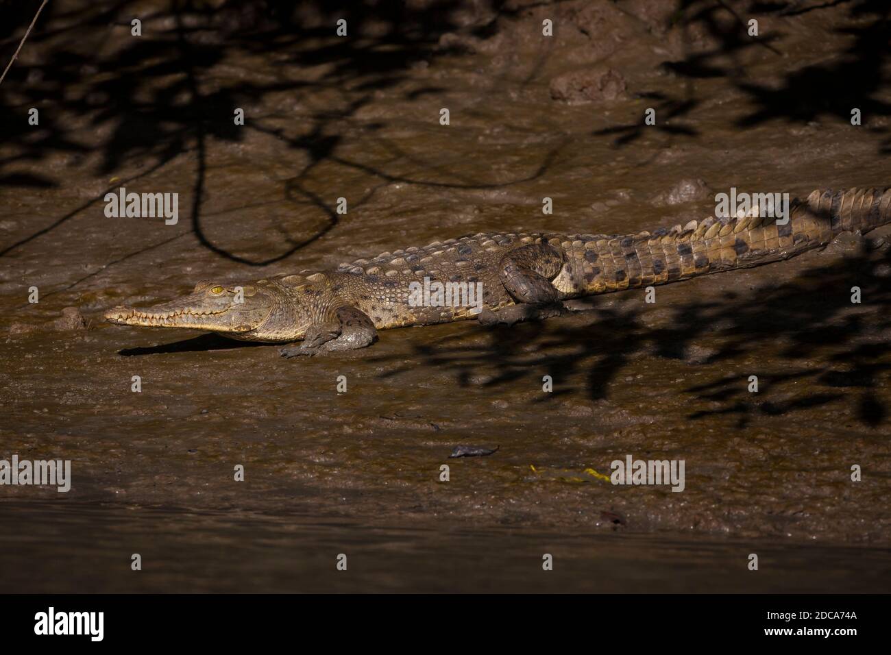 Cocodrilo americano, Crocodylus acutus, junto al Río Grande en la provincia de Cocle, República de Panamá. Foto de stock