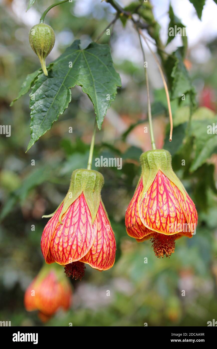 Vena roja Malbo indio Abutilo pictum Foto de stock